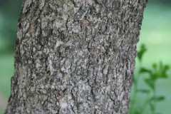 Dovyalis caffra